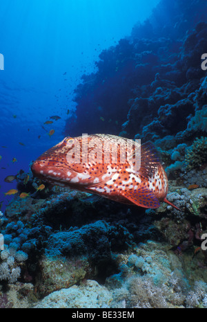 Red Sea Coral Zackenbarsch, Plectropomus Pessuliferus vor, Ras Mohammed, Sinai, Rotes Meer, Ägypten Stockfoto