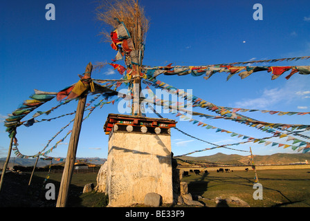 Tibetische Chorten mit Gebetsfahnen vor Yak (Bos Mutus), Tibetan Yak, Weiden auf einer Highland Wiese vor Ost Stockfoto