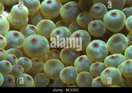 Blase Seeanemone, Entacmaea Quadricolor, Sharm el Sheikh, Sinai, Rotes Meer, Ägypten Stockfoto