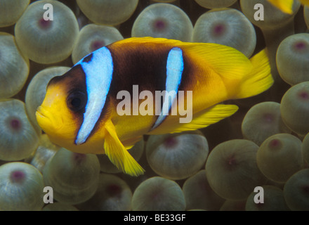 Zwei-banded Anemonenfische in Bubble Anemone, Amphiprion Bicinctus, Entacmaea Quadricolor, Sharm el Sheikh, Sinai, Rotes Meer, Ägypten Stockfoto