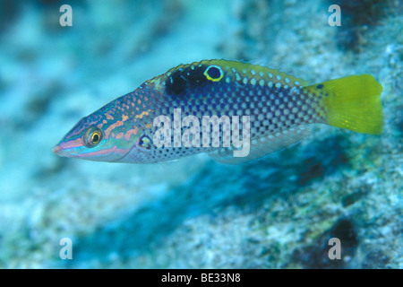 Schachbrett Lippfisch Halichoeres Hortulanus, Nuweiba, Sinai, Rotes Meer, Ägypten Stockfoto