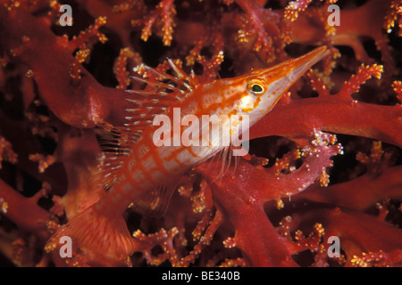 Longnose Hawkfisch, Oxycirrhites Typus, Dahab, Sinai, Rotes Meer, Ägypten Stockfoto