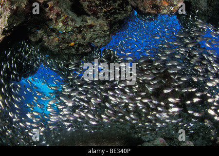 Kehrmaschinen in Korallen, Dahab, Sinai, Rotes Meer, Ägypten Stockfoto