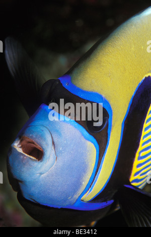 Kaiser-Kaiserfisch, Pomacanthus Imperator, Dahab, Sinai, Rotes Meer, Ägypten Stockfoto