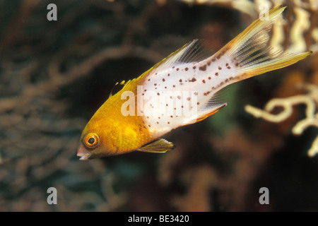 Juvenile Lyretail Lippfische, Bodianus Anthioides, Dahab, Sinai, Rotes Meer, Ägypten Stockfoto