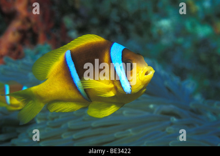 Zwei-banded Anemonenfischen Amphiprion Bicinctus, Dahab, Sinai, Rotes Meer, Ägypten Stockfoto