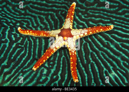 Mesh-Seestern Fromia SP., Bunaken, Sulawesi, Indonesien Stockfoto