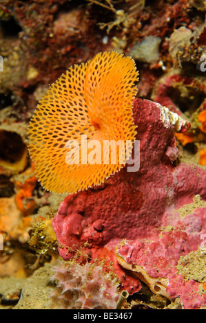 Neptun Bryozoan, Reteporella Couchii, Ibiza, Balearen, Mittelmeer, Spanien Stockfoto