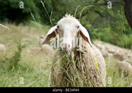 Schafe (Ovis Orientalis Aries) vor einer Schafherde Stockfoto