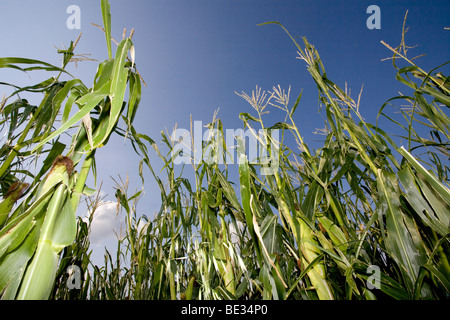 Kornfeld (Zea Mays) Stockfoto