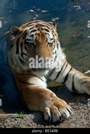 Amur-Tiger (Panthera Tigris Altaica) Stockfoto