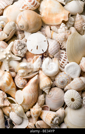 Muschel-Hintergrund mit verschiedenen Arten von Muscheln Stockfoto