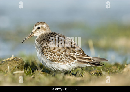 Weißes-Rumped Sandpiper am Rande der Qualitätsorientierung Pool putzen Stockfoto
