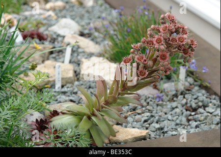 Gemeinsame Haus Lauch (Sempervivum Tectorum) Blume auf immergrüne Sukkulente Stockfoto