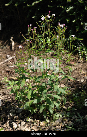 Breitblättrigen Weidenröschen (Epilobium Montanum) blühende Pflanze Stockfoto