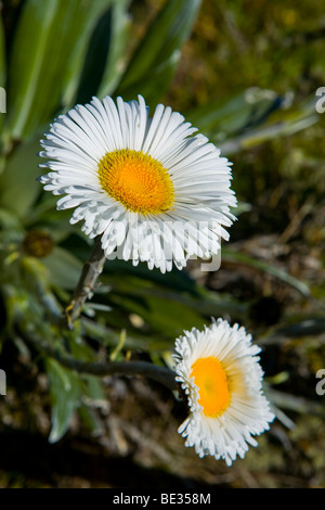 Zwei große Gänseblümchen (Bellis Perennis) Stockfoto