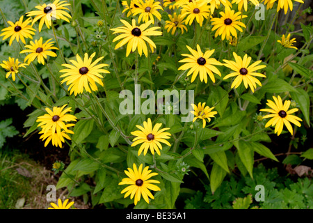 Sonnenhut (Rudbeckia Fulgida Var 'Deamii') Blume England UK Stockfoto