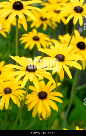 Sonnenhut (Rudbeckia Fulgida Var 'Deamii') Blume England UK Stockfoto