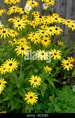 Sonnenhut (Rudbeckia Fulgida Var 'Deamii') Blume England UK Stockfoto