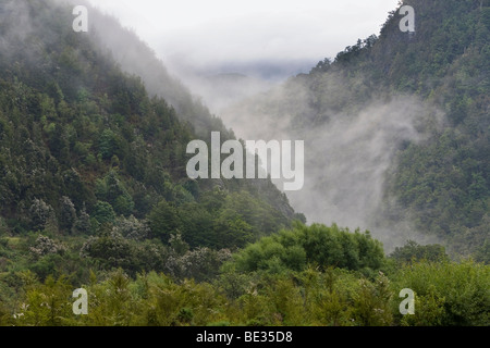 Neblige Tal im Kahurangi National Park, Wangapeka Track, Südinsel, Neuseeland Stockfoto