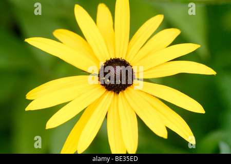 Sonnenhut (Rudbeckia Fulgida Var 'Deamii') Blume England UK Stockfoto