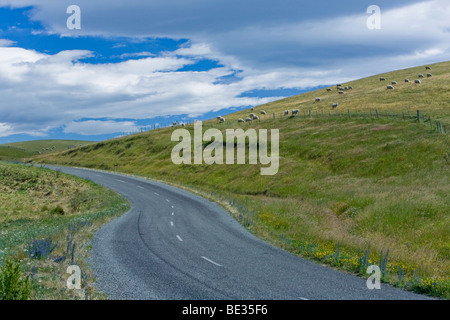 Landstraße neben einer Wiese mit Neuseeland Schafe (Ovis Orientalis Aries), Rinder Creek, Südinsel, Neuseeland Stockfoto