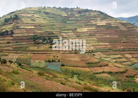 Landschaft entlang der Straße zwischen Kisoro und Muko in Süd-Uganda. Stockfoto