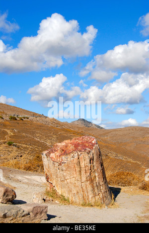 Versteinerter Baumstumpf in einen versteinerten Wald zwischen Sigri und Antissa, Lesbos, Ägäis, Griechenland, Europa Stockfoto