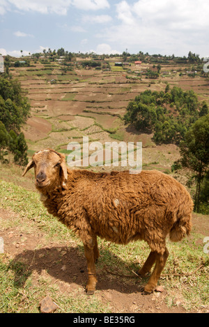 Ein Schaf und Landschaft entlang der Straße zwischen Kisoro und Muko in Süd-Uganda. Stockfoto