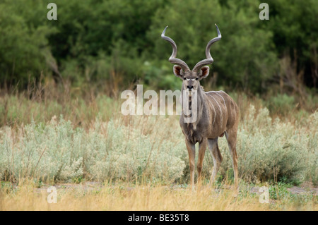 Große Kudu (Tragelaphus Strepsiceros), Okavango Delta, Botswana Stockfoto