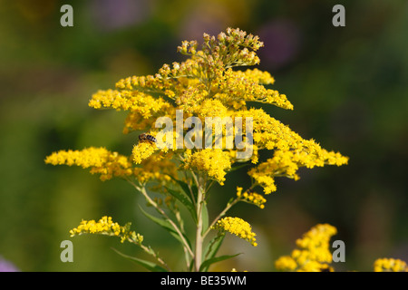 Kanada Goldrute (Solidago Canadensis) Stockfoto