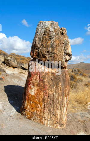 Versteinerter Baumstumpf, der versteinerte Wald zwischen Sigri und Antissa, Insel Lesbos, Ägäis, Griechenland, Europa Stockfoto