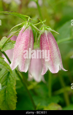 Glockenblume - (Campanula Takesimana) "Elizabeth" Stockfoto