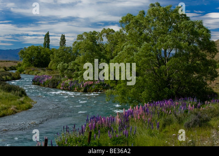 Bunte Lupinen (Lupinus) an ein Mountain Stream, Lake Tekapo, Südinsel, Neuseeland Stockfoto