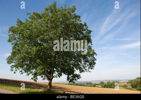 Walnuss Baum (Juglans Regia) Stockfoto