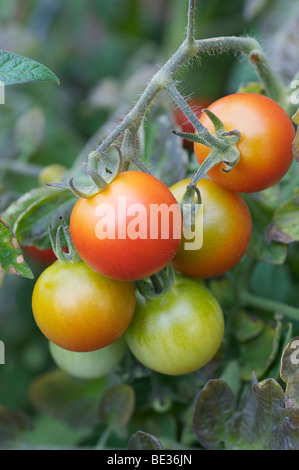 Am Rebstock in verschiedenen Stadien der Reife Tomaten Stockfoto