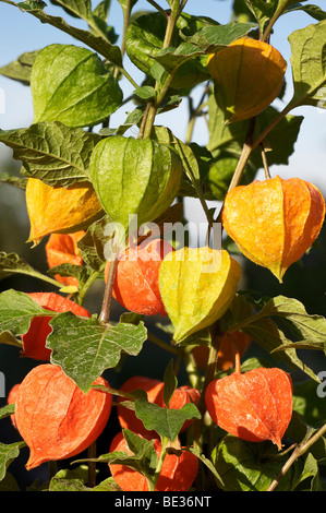 Blase-Kirsche, chinesische Laterne, japanische Laterne oder Winterkirsche (Physalis Franchetii), Zierpflanze Stockfoto