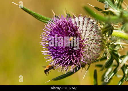 Eine Biene schwebt vor einer Distel Blume Stockfoto