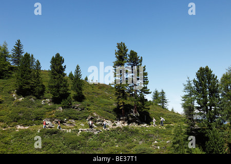 Wanderer auf dem Zirbenweg trail auf Mt. Patscherkofel, Tuxer Alpen, Tirol, Austria, Europe Stockfoto