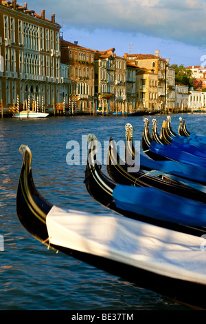 Gondeln aufgereiht - frühmorgens am Canal Grande, Venedig Veneto Italien Stockfoto