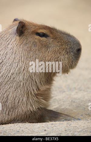 Capybara - Hydrochoerus hydrochaeris Stockfoto