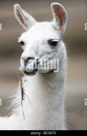 Lama - Lama glama Stockfoto