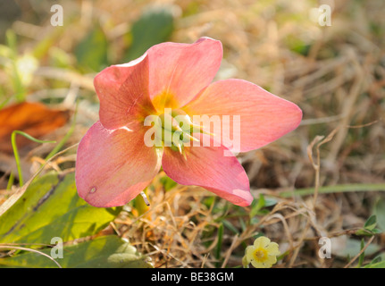 Christrose oder Schwarze Nieswurz (Helleborus niger) Stockfoto