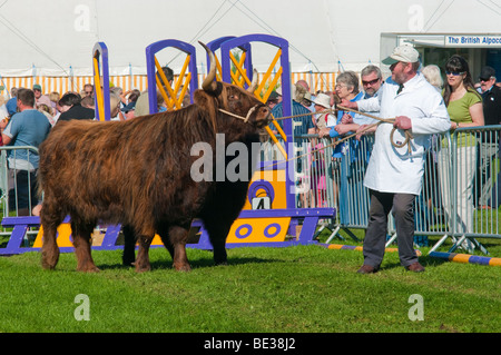 Rinder zeigen in Westmorland Agricultural Show Stockfoto