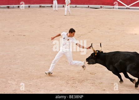 Bullen in der Arena in Arles in der Provence, Frankreich Stockfoto