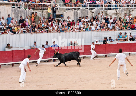 Bullen in der Arena in Arles in der Provence, Frankreich Stockfoto