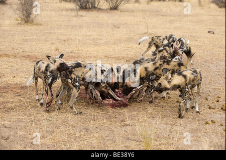 Wilde Hunde auf einen Kill (LYKAON Pictus), Central Kalahari, Botswana Stockfoto