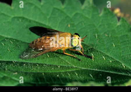 Twin-gelappten Deerfly (Chrysops Relictus) Stockfoto