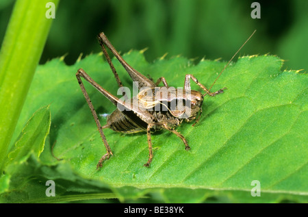 Dunkle Bush-Cricket (Pholidoptera Griseoaptera), Männlich Stockfoto