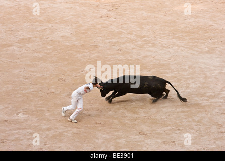 Bullen in der Arena in Arles in der Provence, Frankreich Stockfoto